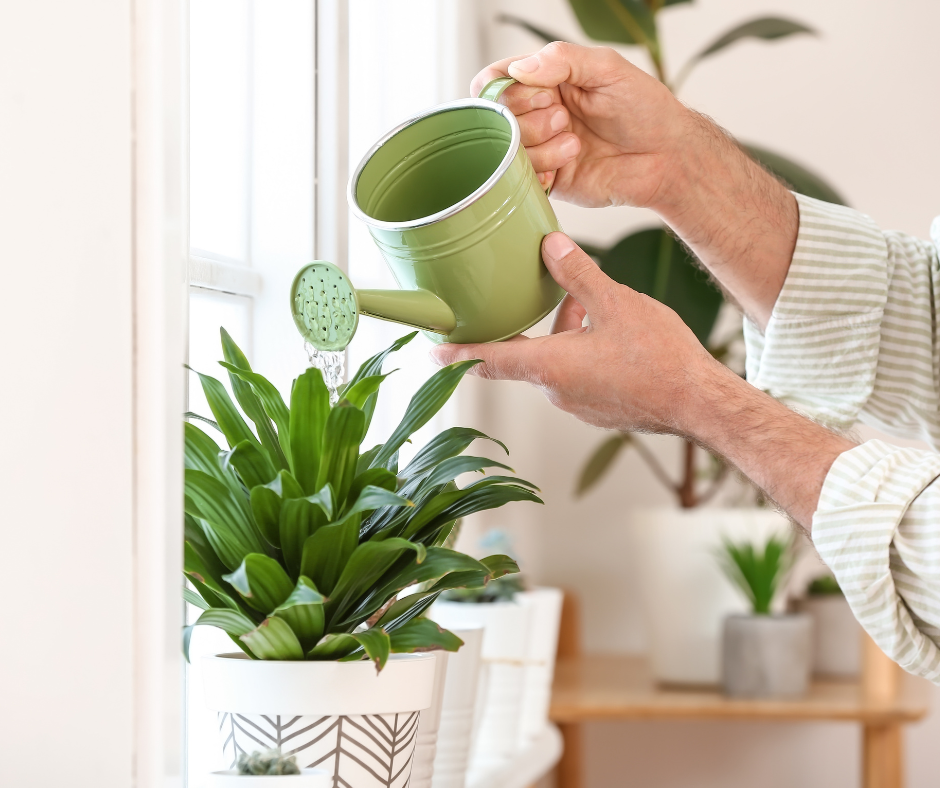 Indoor Plant Maintenance and Plant Rental Cleaning Services Ann Arbor